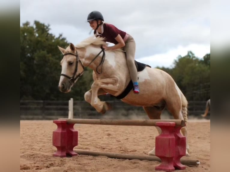 Draft Horse Mix Gelding 5 years 14,2 hh Pinto in Clover