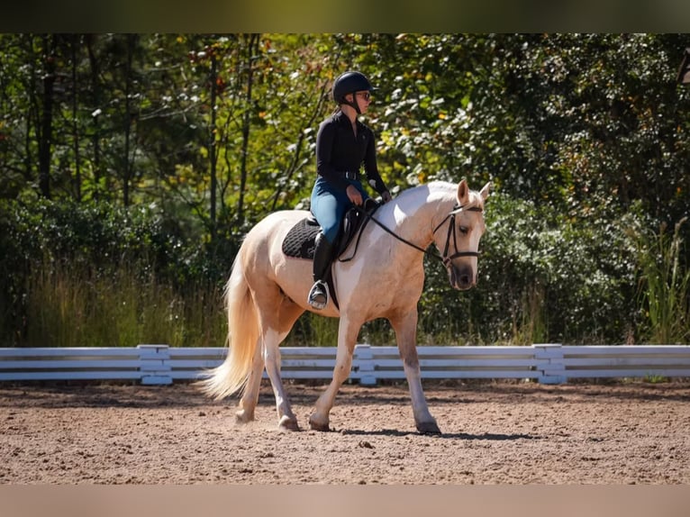 Draft Horse Mix Gelding 5 years 14,2 hh Pinto in Clover