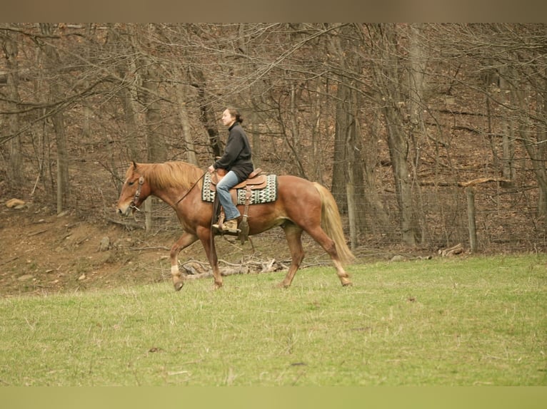 Draft Horse Mix Gelding 5 years 14.2 hh Sorrel in Baltic