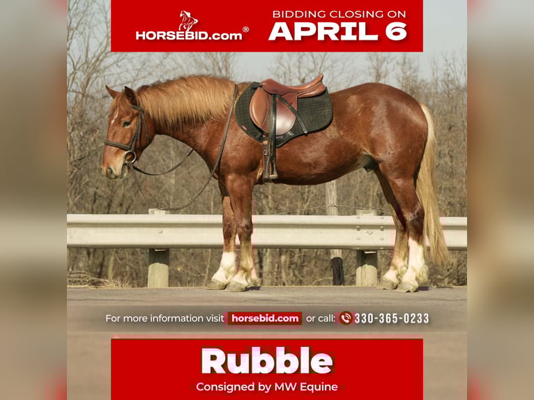 Draft Horse Mix Gelding 5 years 14.2 hh Sorrel in Baltic