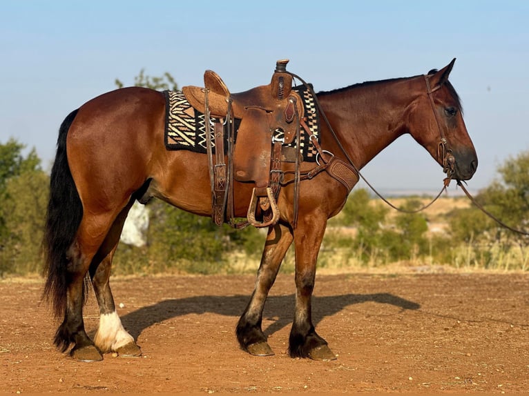 Draft Horse Gelding 5 years 14,3 hh Bay in Byers TX