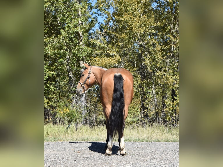 Draft Horse Mix Gelding 5 years 14 hh Buckskin in Bozeman