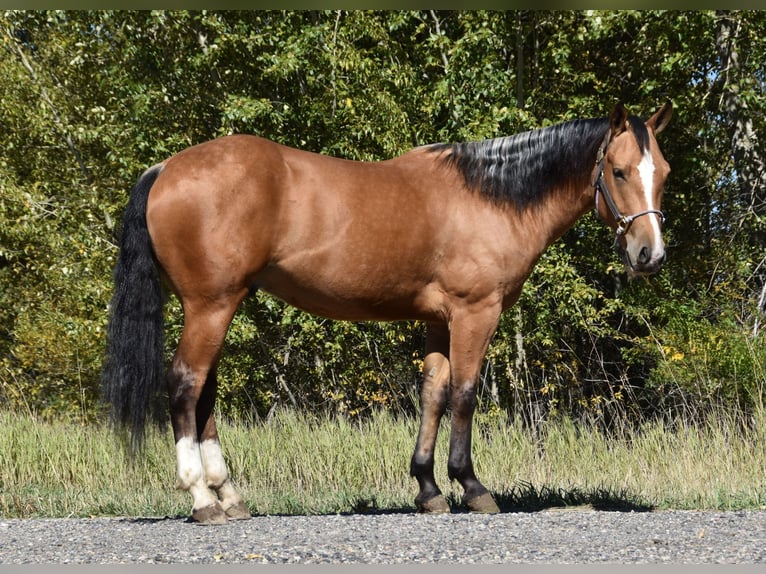 Draft Horse Mix Gelding 5 years 14 hh Buckskin in Bozeman