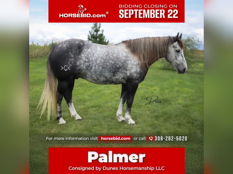 Draft Horse Mix Gelding 5 years 14 hh Grey in Thedford