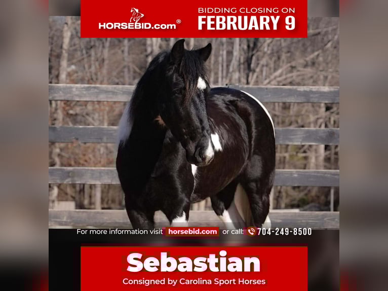 Draft Horse Mix Gelding 5 years 14,1 hh Pinto in Clover