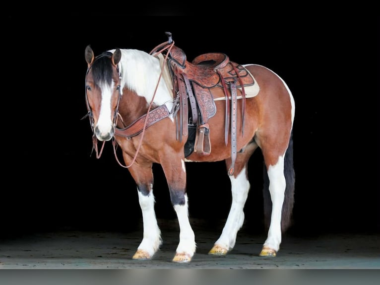 Draft Horse Mix Gelding 5 years 14,1 hh Pinto in Clarion
