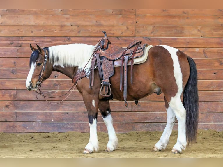 Draft Horse Mix Gelding 5 years 14,1 hh Pinto in Clarion