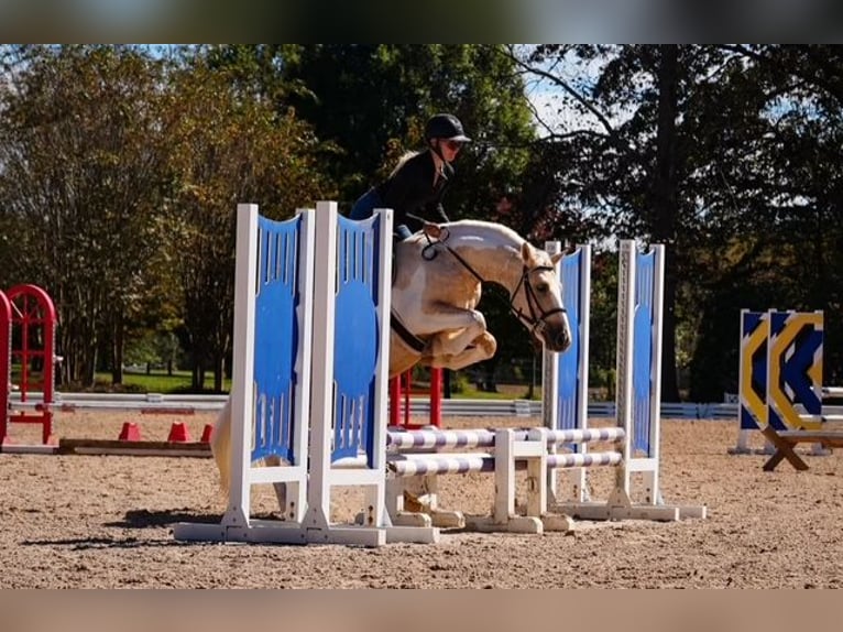 Draft Horse Mix Gelding 5 years 14,2 hh Pinto in Clover Draft Horse Mix Gelding 5 years 14,2 hh Pinto in Clover