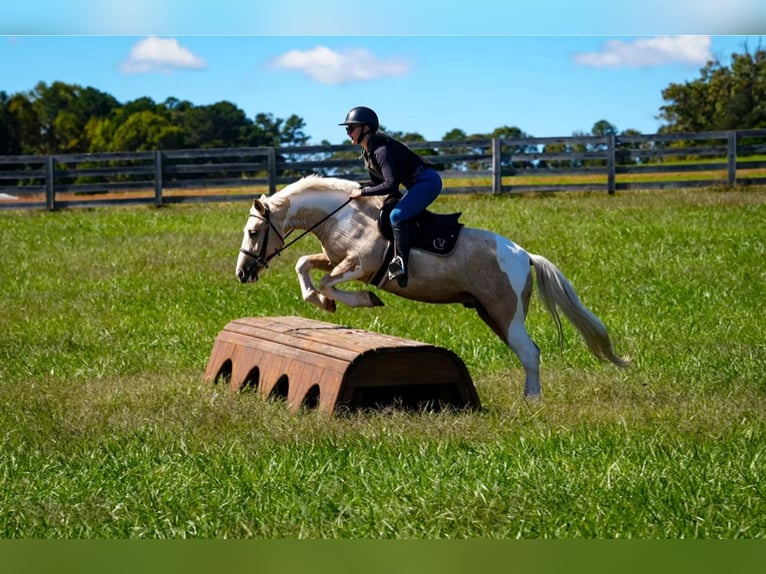 Draft Horse Mix Gelding 5 years 14,2 hh Pinto in Clover Draft Horse Mix Gelding 5 years 14,2 hh Pinto in Clover