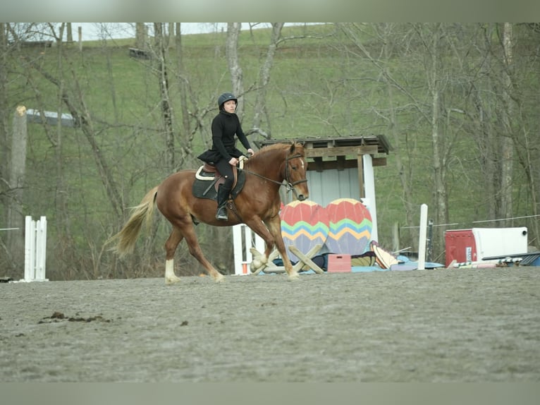 Draft Horse Mix Gelding 5 years 14,2 hh Sorrel in Baltic