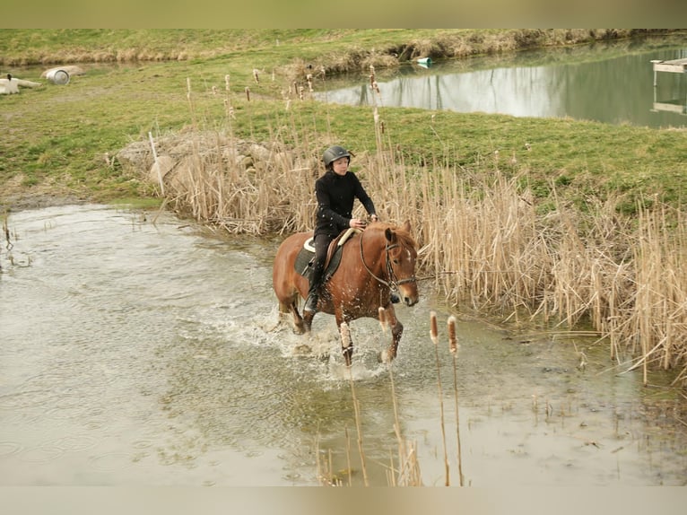Draft Horse Mix Gelding 5 years 14,2 hh Sorrel in Baltic