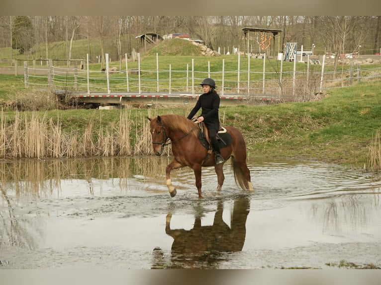 Draft Horse Mix Gelding 5 years 14,2 hh Sorrel in Baltic