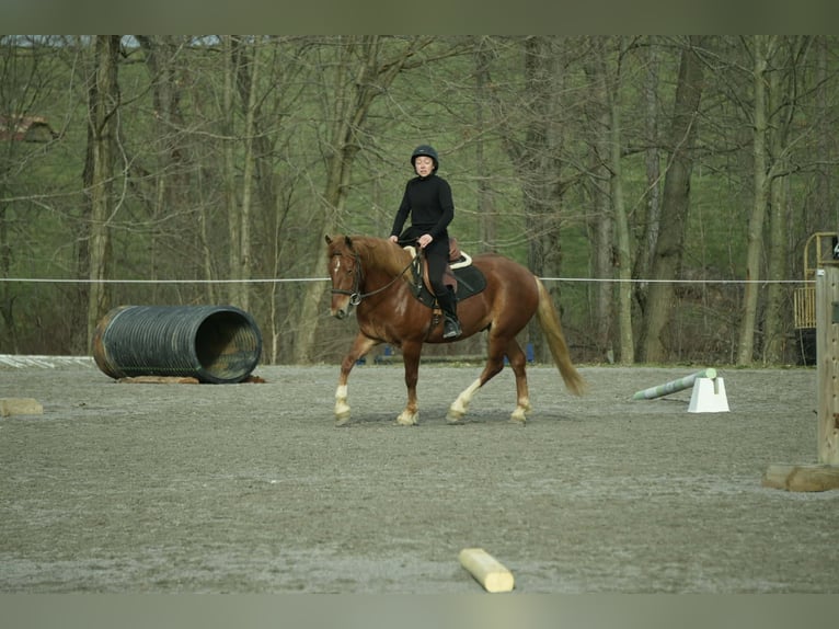 Draft Horse Mix Gelding 5 years 14,2 hh Sorrel in Baltic