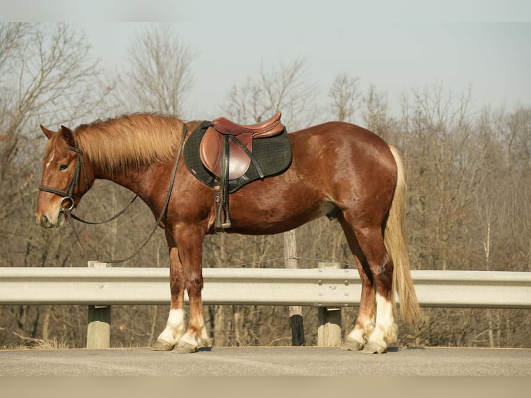 Draft Horse Mix Gelding 5 years 14,2 hh Sorrel in Baltic