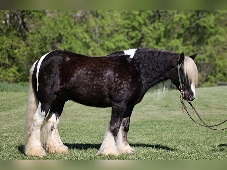 Draft Horse Gelding 5 years 14,2 hh in Mount Vernon KY