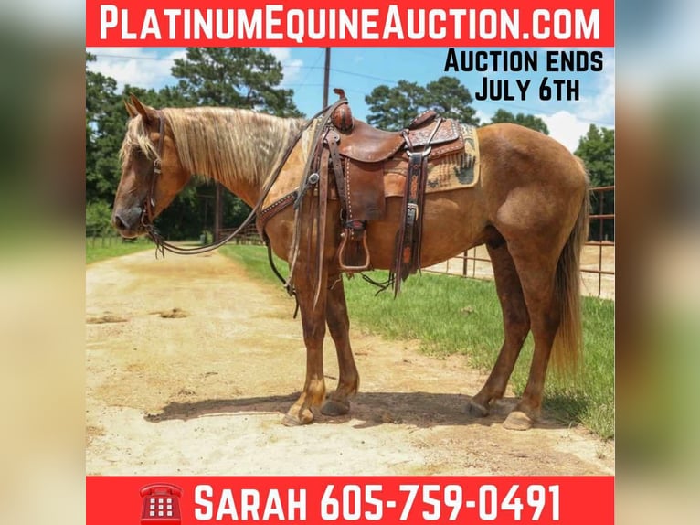 Draft Horse Gelding 5 years 14,3 hh Brown in Rusk TX