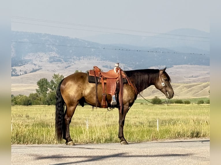 Draft Horse Mix Gelding 5 years 14,3 hh Buckskin in Drummond