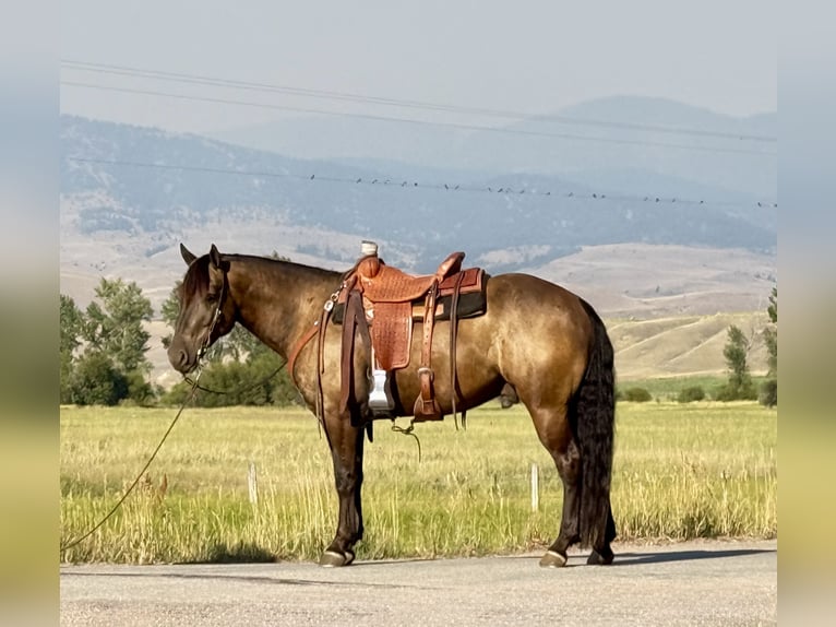 Draft Horse Mix Gelding 5 years 14,3 hh Buckskin in Drummond