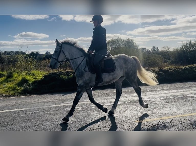 Draft Horse Gelding 5 years 15.1 hh Grey-Dapple in Sligo