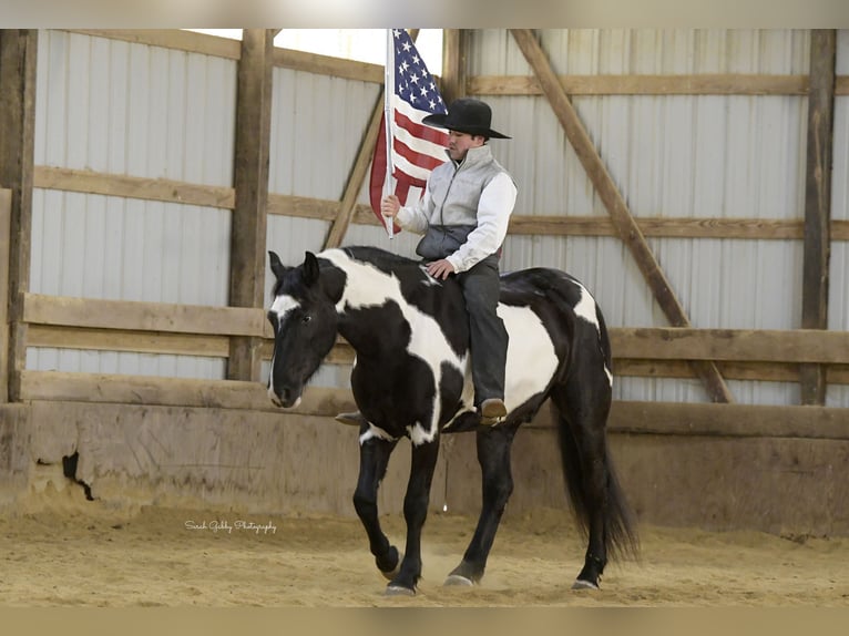 Draft Horse Gelding 5 years 15,1 hh Overo-all-colors in Fairbank IA