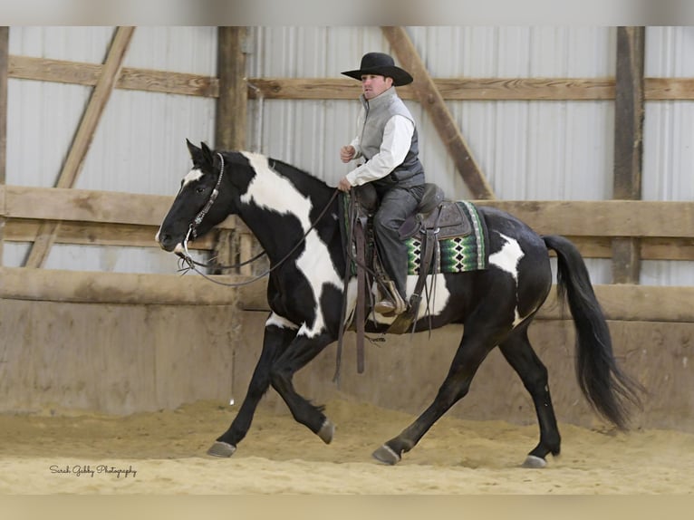 Draft Horse Gelding 5 years 15,1 hh Overo-all-colors in Fairbank IA