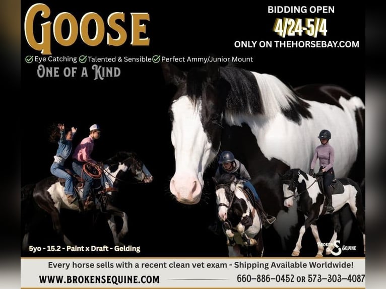 Draft Horse Mix Gelding 5 years 15.2 hh Black in Bogard, MO