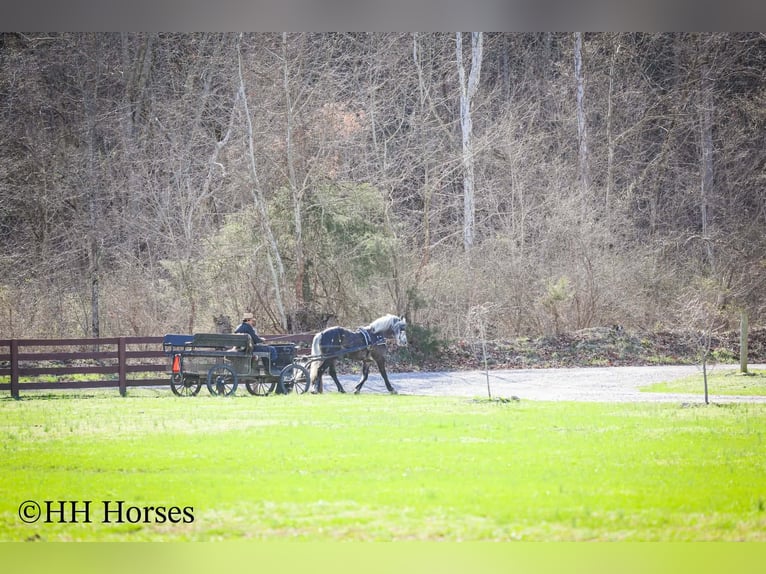 Draft Horse Mix Gelding 5 years 15.2 hh Grey in Flemingsburg
