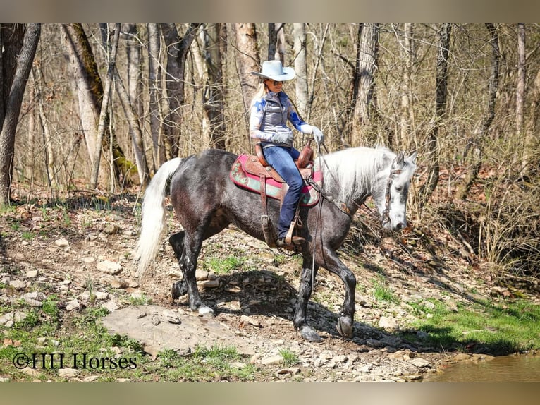 Draft Horse Mix Gelding 5 years 15.2 hh Grey in Flemingsburg