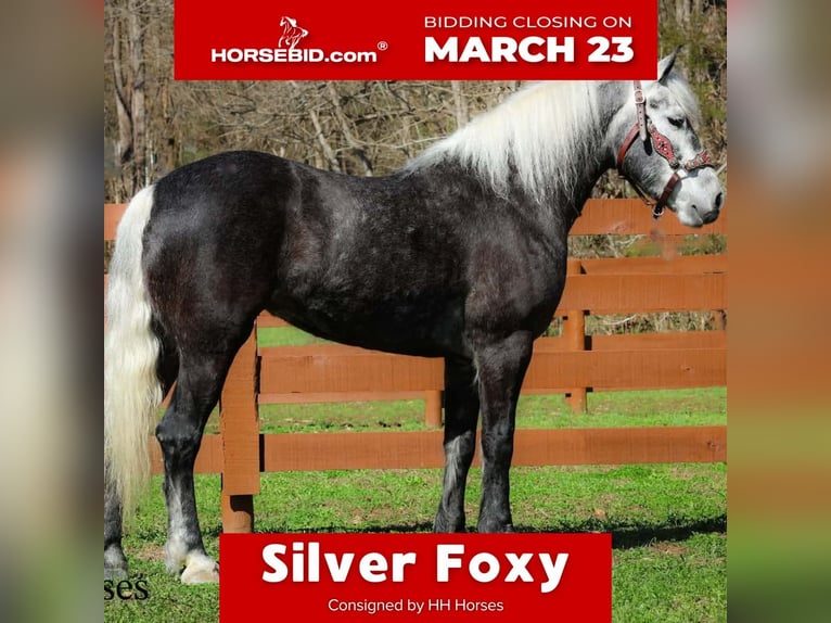 Draft Horse Mix Gelding 5 years 15.2 hh Grey in Flemingsburg