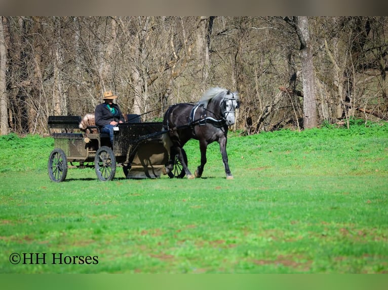 Draft Horse Mix Gelding 5 years 15.2 hh Grey in Flemingsburg