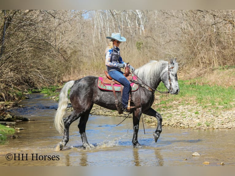 Draft Horse Mix Gelding 5 years 15.2 hh Grey in Flemingsburg