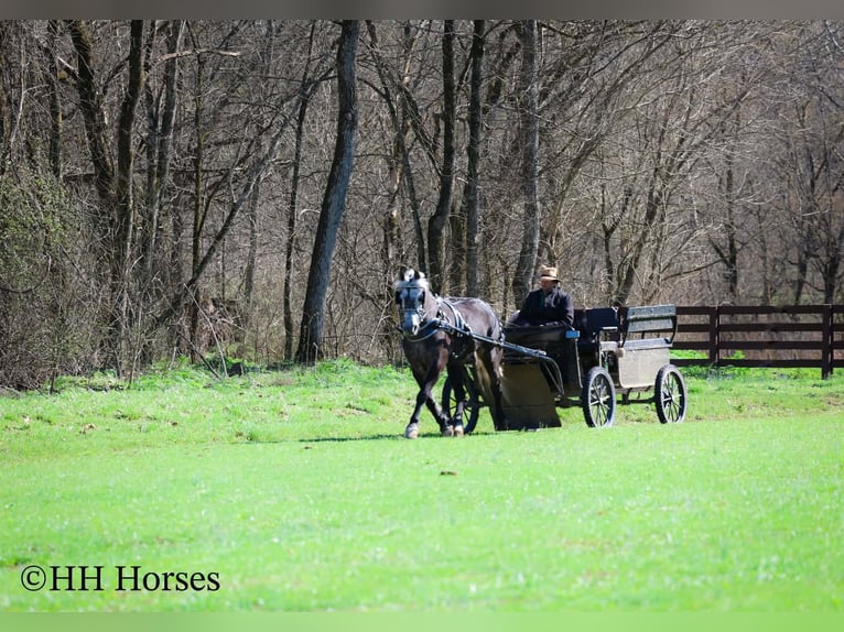 Draft Horse Mix Gelding 5 years 15.2 hh Grey in Flemingsburg