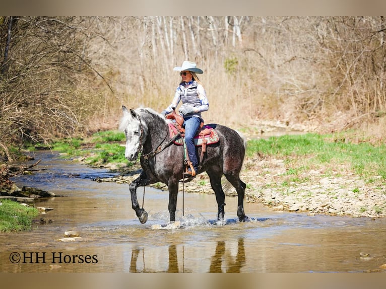 Draft Horse Mix Gelding 5 years 15.2 hh Grey in Flemingsburg
