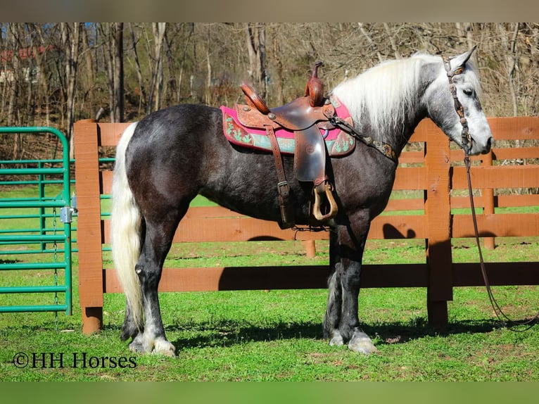 Draft Horse Mix Gelding 5 years 15.2 hh Grey in Flemingsburg