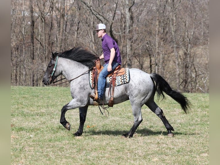 Draft Horse Gelding 5 years 15,2 hh Roan-Blue in Mount Vernon