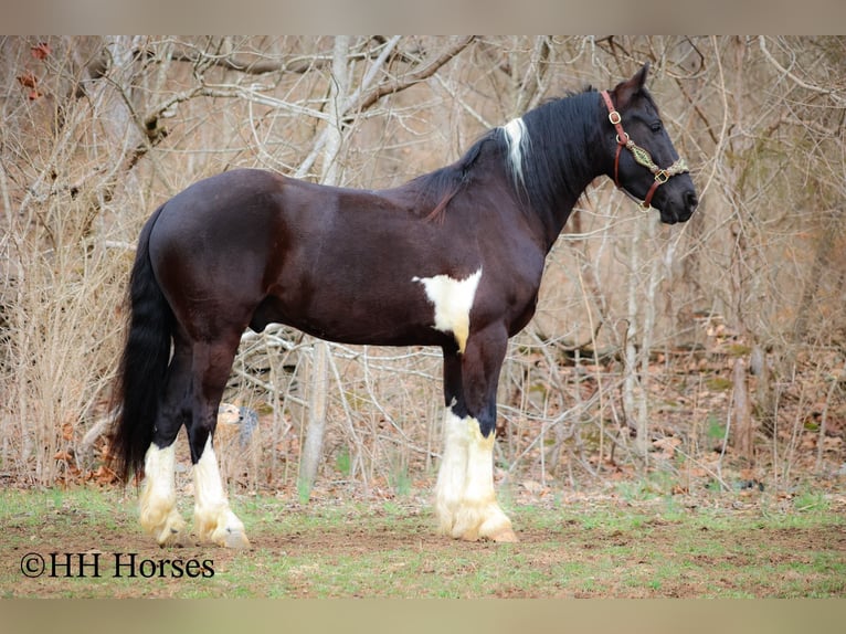 Draft Horse Gelding 5 years 15,2 hh Tobiano-all-colors in Flemingsburg KY