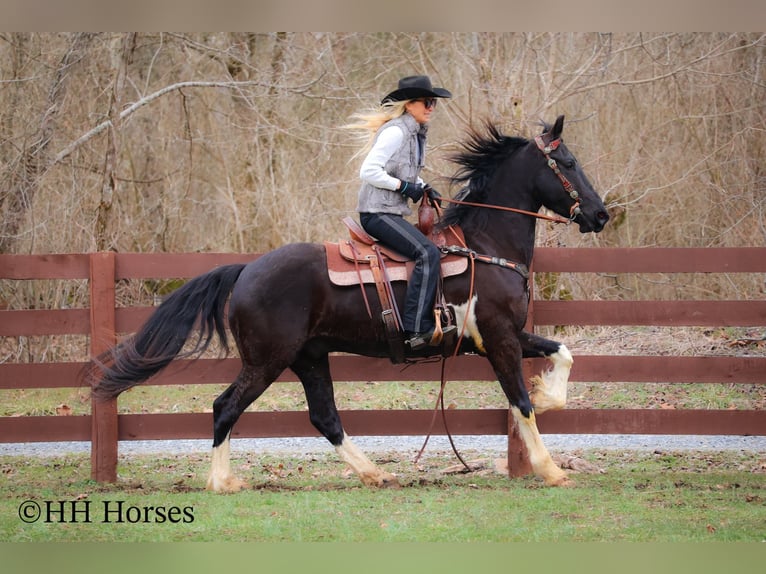 Draft Horse Gelding 5 years 15,2 hh Tobiano-all-colors in Flemingsburg KY