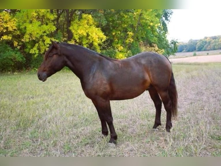 Draft Horse Mix Gelding 5 years 15,3 hh Brown in Fergus Falls, MN