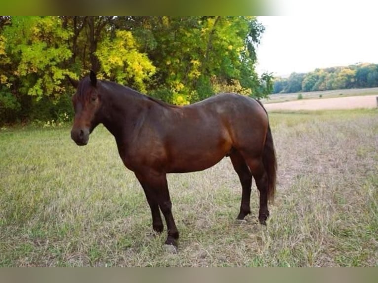 Draft Horse Mix Gelding 5 years 15,3 hh Brown in Fergus Falls, MN