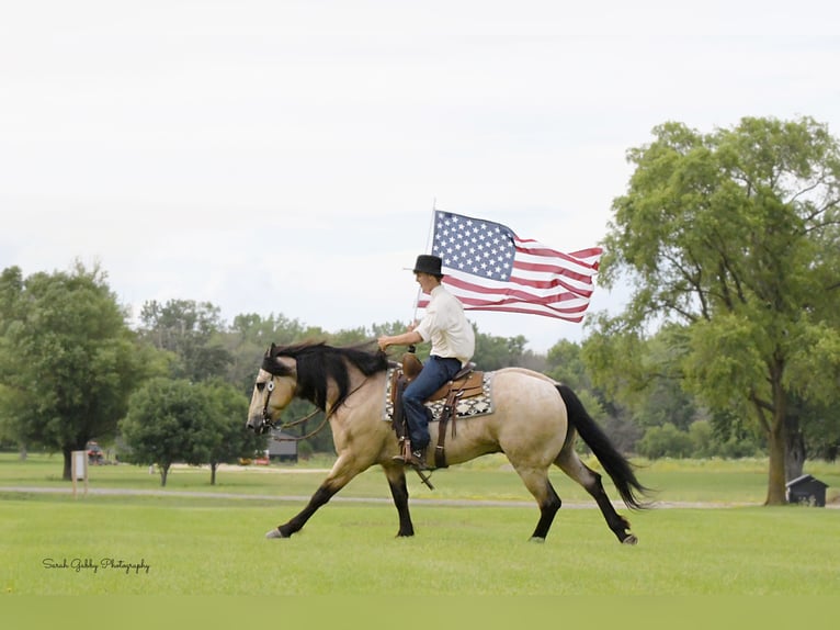 Draft Horse Mix Gelding 5 years 15,3 hh Buckskin in Oelwein, IA