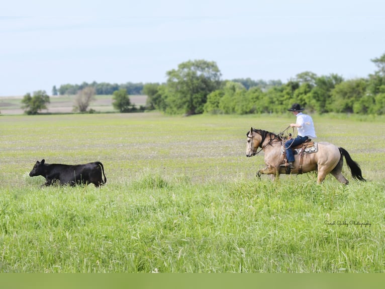 Draft Horse Mix Gelding 5 years 15,3 hh Buckskin in Oelwein, IA