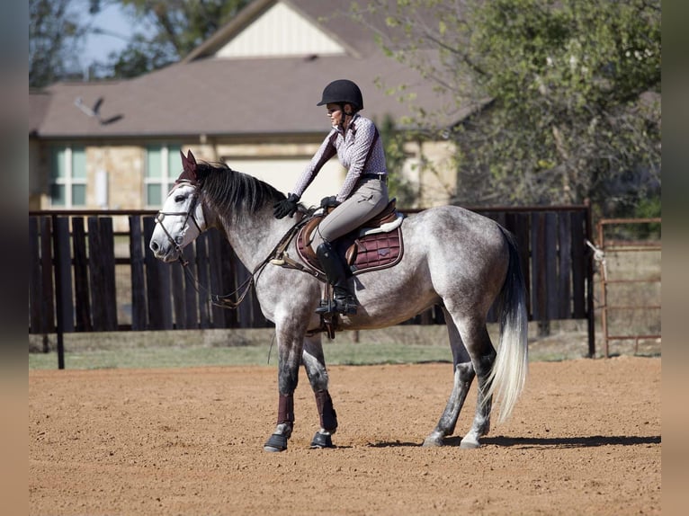 Draft Horse Mix Gelding 5 years 15.3 hh Grey in Georgetown