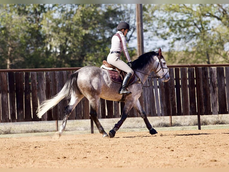 Draft Horse Mix Gelding 5 years 15.3 hh Grey in Georgetown