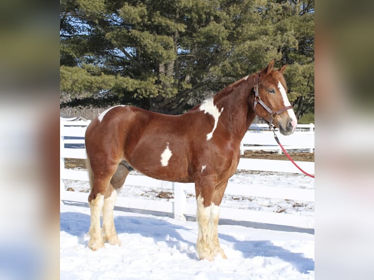Draft Horse Mix Gelding 5 years 15.3 hh Pinto in Allentown