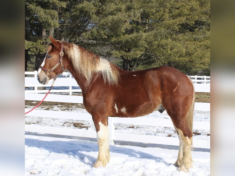 Draft Horse Mix Gelding 5 years 15.3 hh Pinto in Allentown