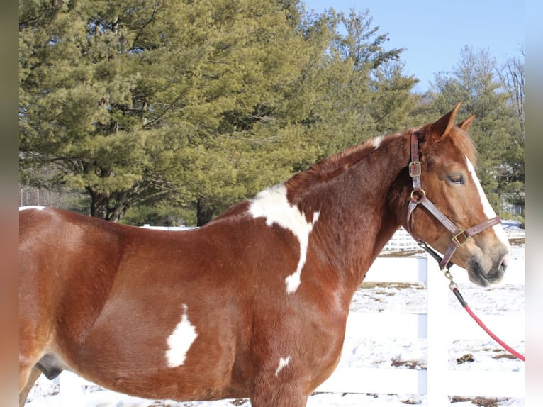Draft Horse Mix Gelding 5 years 15.3 hh Pinto in Allentown