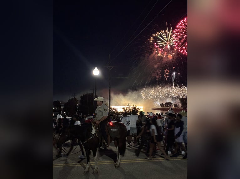 Draft Horse Mix Gelding 5 years 15,3 hh Pinto in Saginaw