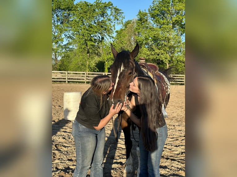 Draft Horse Mix Gelding 5 years 15,3 hh Pinto in Saginaw