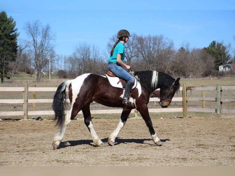 Draft Horse Mix Gelding 5 years 15,3 hh Pinto in Saginaw