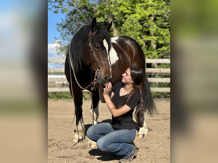 Draft Horse Mix Gelding 5 years 15,3 hh Pinto in Saginaw
